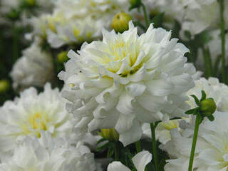 Dahlia - DAHLIA décoratif géant White Perfection - Bulbe