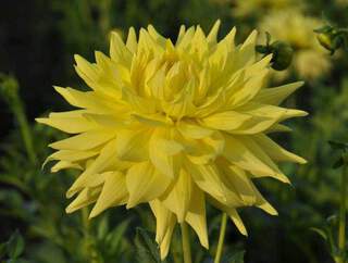 Dahlia Yellow Passion