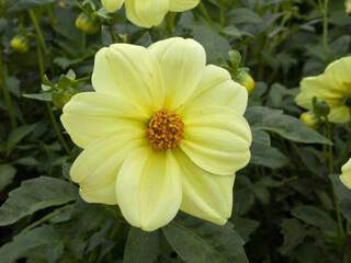 Dahlia nain - DAHLIA mignon simple Yellow Sneezy - Bulbe