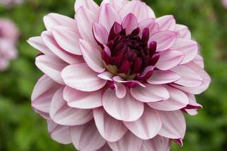 Dahlia décoratif - DAHLIA décoratif Crème de Cassis - Bulbe