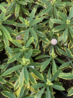 Daphnée odorante - DAPHNE Odora 'Marianni'® - Arbuste