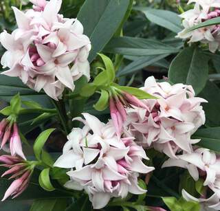 Bois joli - DAPHNE odora 'Perfume princess®' - Arbuste