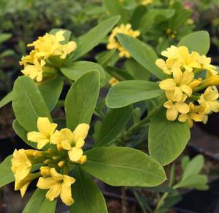 Bois joli - DAPHNE gemmata 'Royal crown' - Arbuste