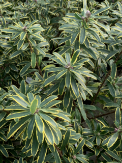 Daphnée odorante - DAPHNE transatlantica 'Summer ice' - Arbuste