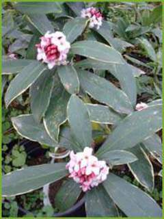 Daphne odo variegata