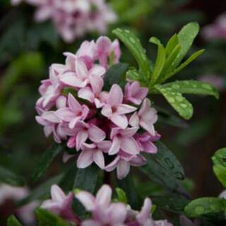 Daphnée odorante - DAPHNE transatlantica 'Pink fragrance' - Arbuste