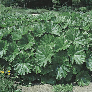 Darmera peltata