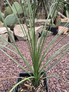 Dasylirion - DASYLIRION 'Quadranglatum' - Petit arbre