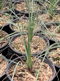 Dasylirion - DASYLIRION serratifolium - Petit arbre