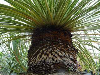 Dasylirion - DASYLIRION 'Serratifolium' - Petit arbre