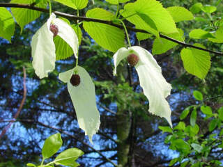 Arbre aux mouchoirs - DAVIDIA involucrata - Arbre