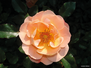 Rosier paysager décorosier - ROSIER 'Calizia' - Rosier