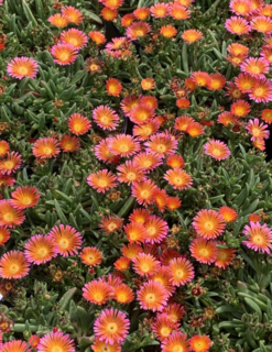 Pourpier vivace - DELOSPERMA ocean sunset® Orange glow - Vivace