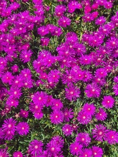 Pourpier - DELOSPERMA cooperi - Vivace