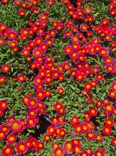 Pourpier vivace - DELOSPERMA ocean sunset® Orange glow - Vivace