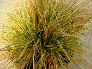 Canche cespiteuse - DESCHAMPSIA cespitosa 'Northern Lights' - Graminées