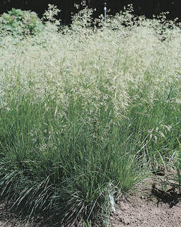 Deschampsia cespitosa