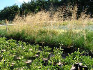 Canche cespiteuse - DESCHAMPSIA cespitosa - Graminées