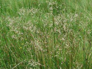 Canche cespiteuse - DESCHAMPSIA flexuosa - Graminées