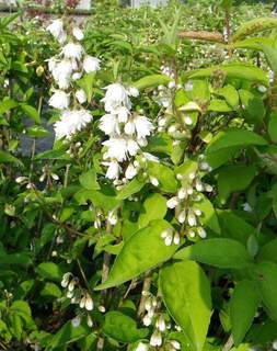 Deutzia magnifica