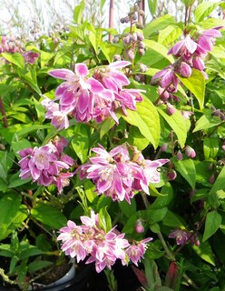 Deutzia - DEUTZIA 'Perle rose' - Arbuste