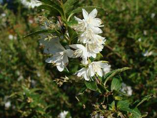 Deutzia nain - DEUTZIA gracilis - Arbuste