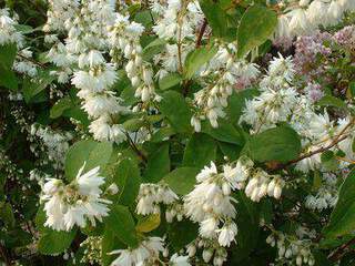 Deutzia blanc - DEUTZIA magnifica - Arbuste