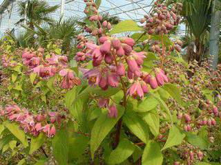 DEUTZIA Pink pompon