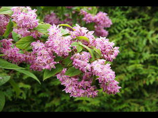 Deutzia - DEUTZIA 'Tourbillon rouge' - Arbuste