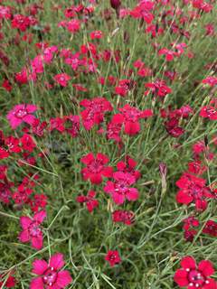 Œillet deltoïde - DIANTHUS deltoides 'Brillant' - Vivace