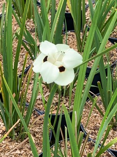 Iris espagnol - DIETES bicolor - Vivace