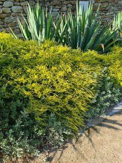 Diosma hirsuta Sunset gold