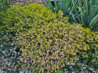 Plante du pêcheur - DIOSMA hirsuta 'Sunset gold' - Arbuste