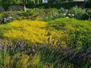 Diosma hirsuta Sunset gold