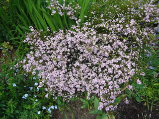 Plante du pêcheur - DIOSMA hirsuta 'Pink fountain' - Arbuste