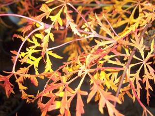 Erable du Japon - ACER palmatum dissectum 'Viridis' - Arbuste