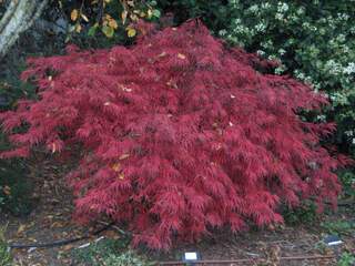 Erable du Japon - ACER palmatum 'Garnet' - Arbuste