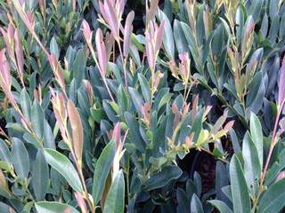 DISTYLLIUM Blue cascade