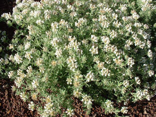 Bonjeanie hérissé - DORYCNIUM hirsutum - Arbuste