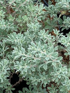DORYCNIUM hirsutum