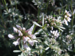 Badasse - DORYCNIUM pentaphyllum - Arbuste