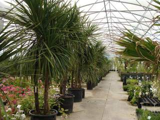 DRACAENA indivisa variées