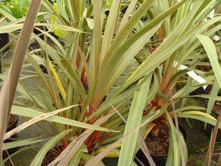 Cordyline - CORDYLINE australis 'Sundance' - Petit arbre