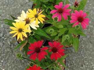 Rudbeckia pourpre - ECHINACEA 'Cheyenne spirit' - Vivace