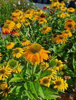 Rudbeckia pourpre - ECHINACEA purpurea 'Artisan® Yellow Ombre' - Vivace
