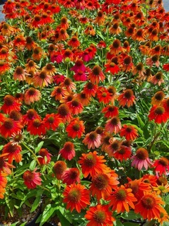 Rudbeckia pourpre - ECHINACEA purpurea 'Artisan® Red Ombre' - Vivace