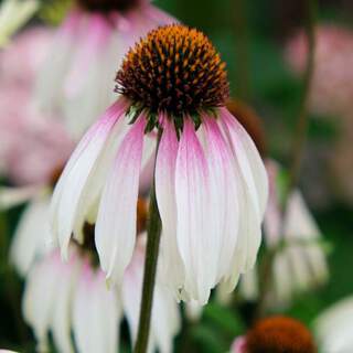 Rudbeckia pourpre - ECHINACEA 'Pretty Parasols' - Vivace