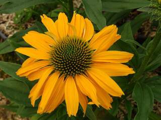 ECHINACEA 'Sunseeker Yellow'.JPG