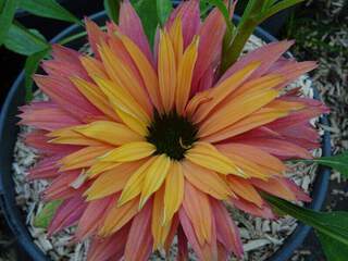 Rudbeckia pourpre - ECHINACEA 'Sunseekers® Rainbow' - Vivace