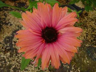 ECHINACEA 'Sunseekers rainbow'.JPG